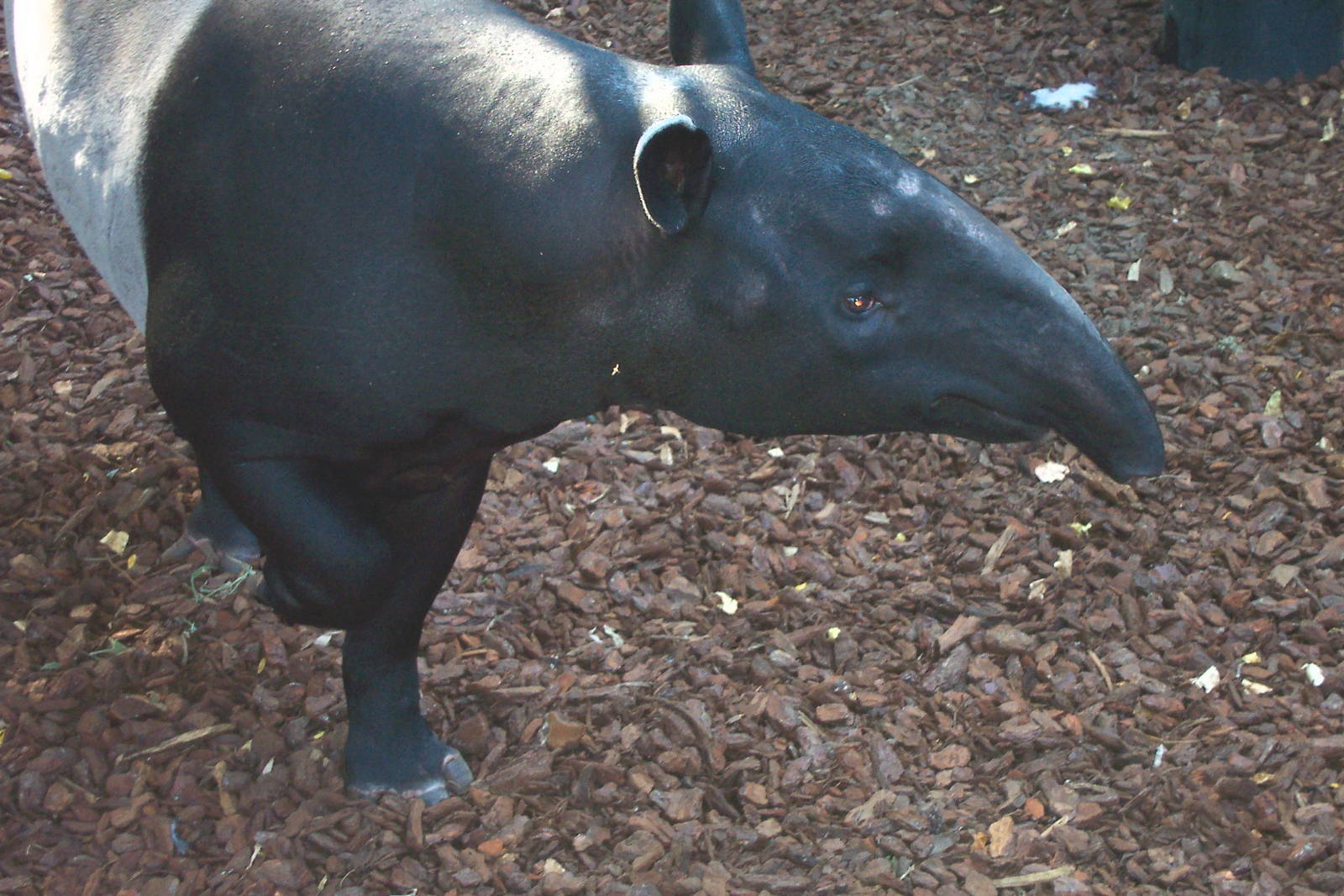 Malayan tapir