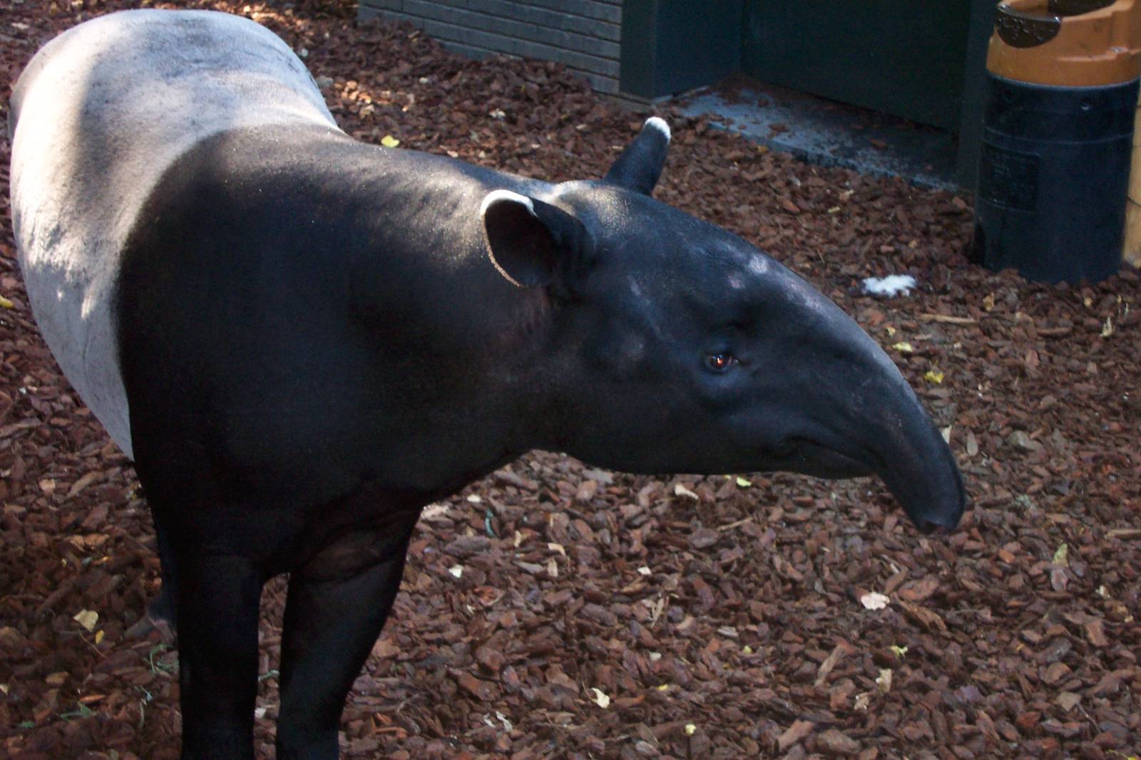 Malayan tapir
