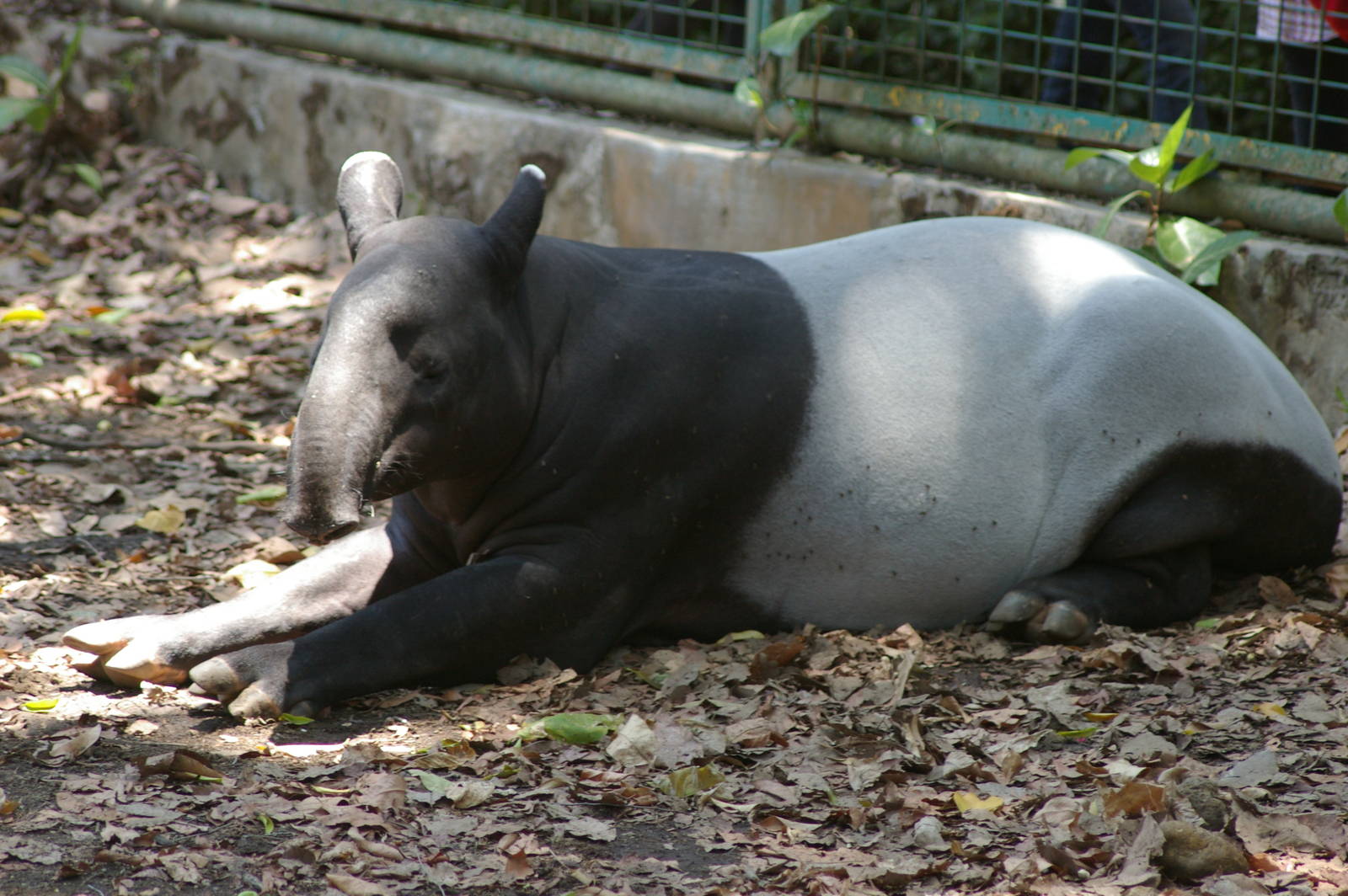 Malayan tapir