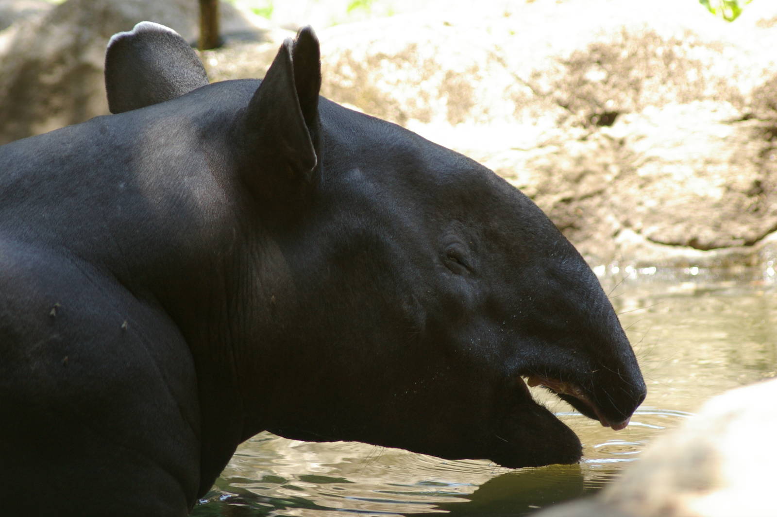 Malayan tapir