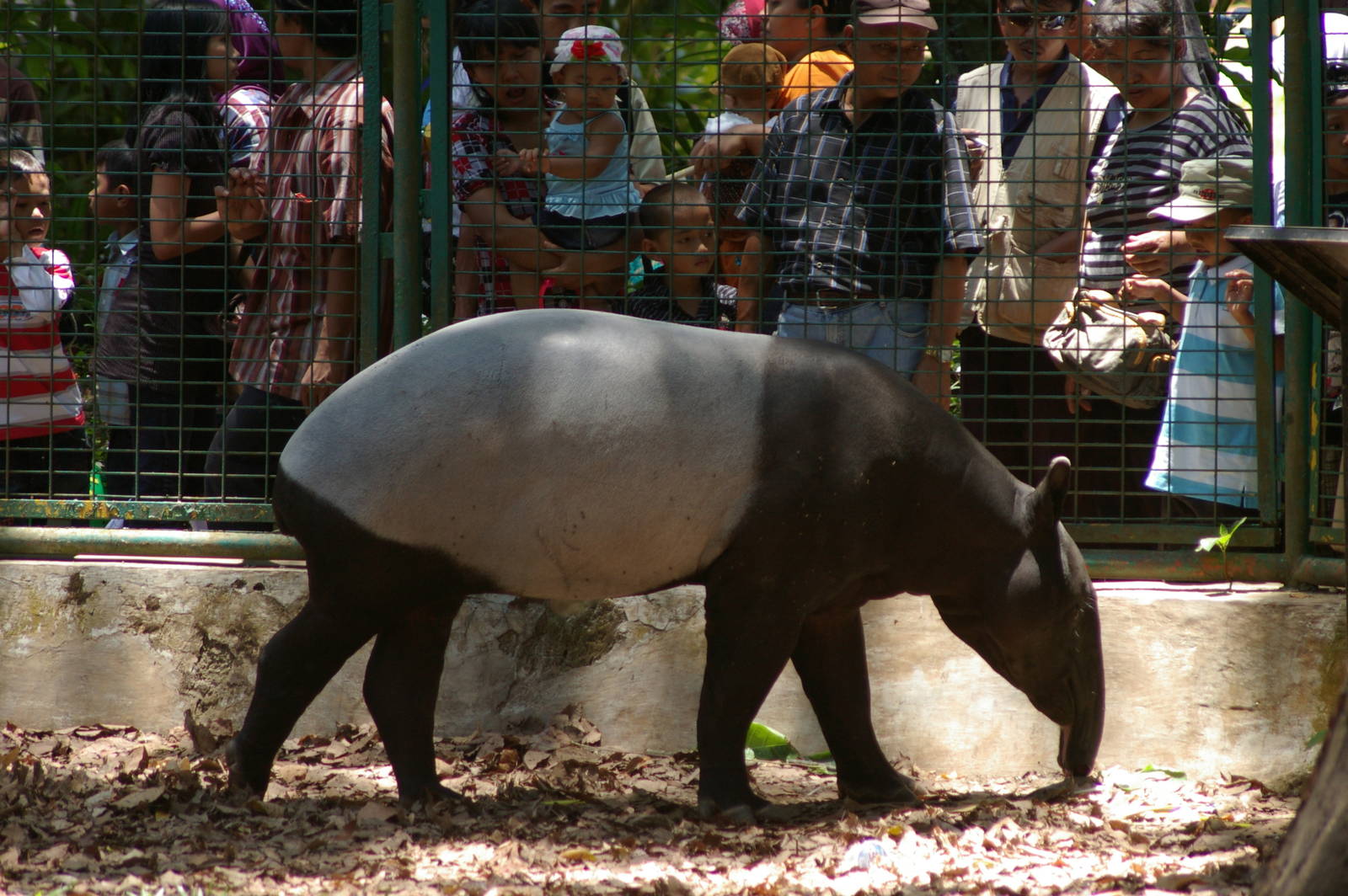 Malayan tapir