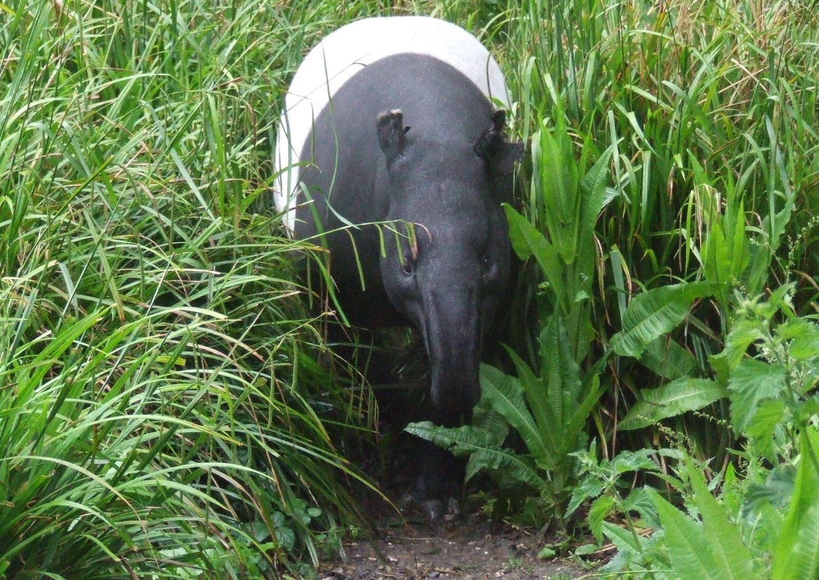 Malayan Tapir