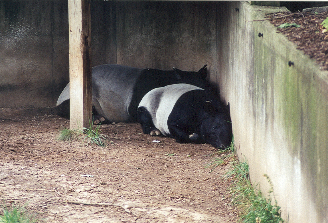 Malayan Tapirs - 1999