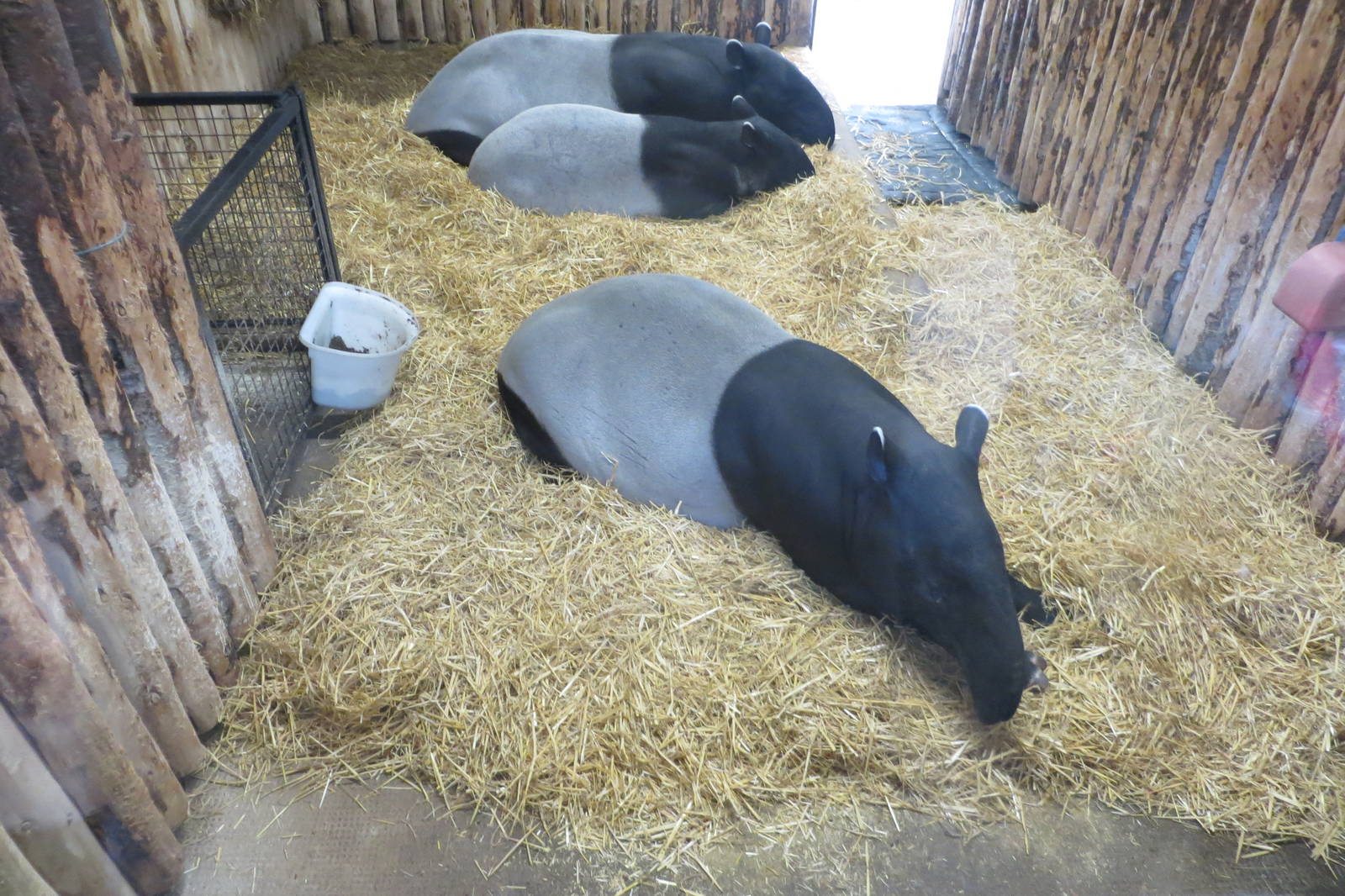 Malayan Tapirs 240815