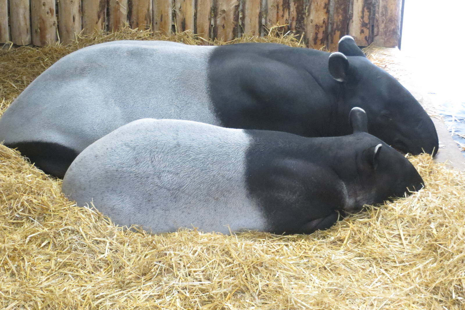 Malayan Tapirs 240815