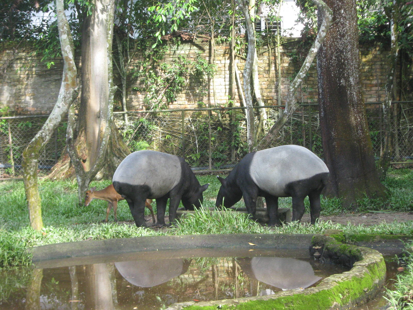 Malayan tapirs and common muntjac