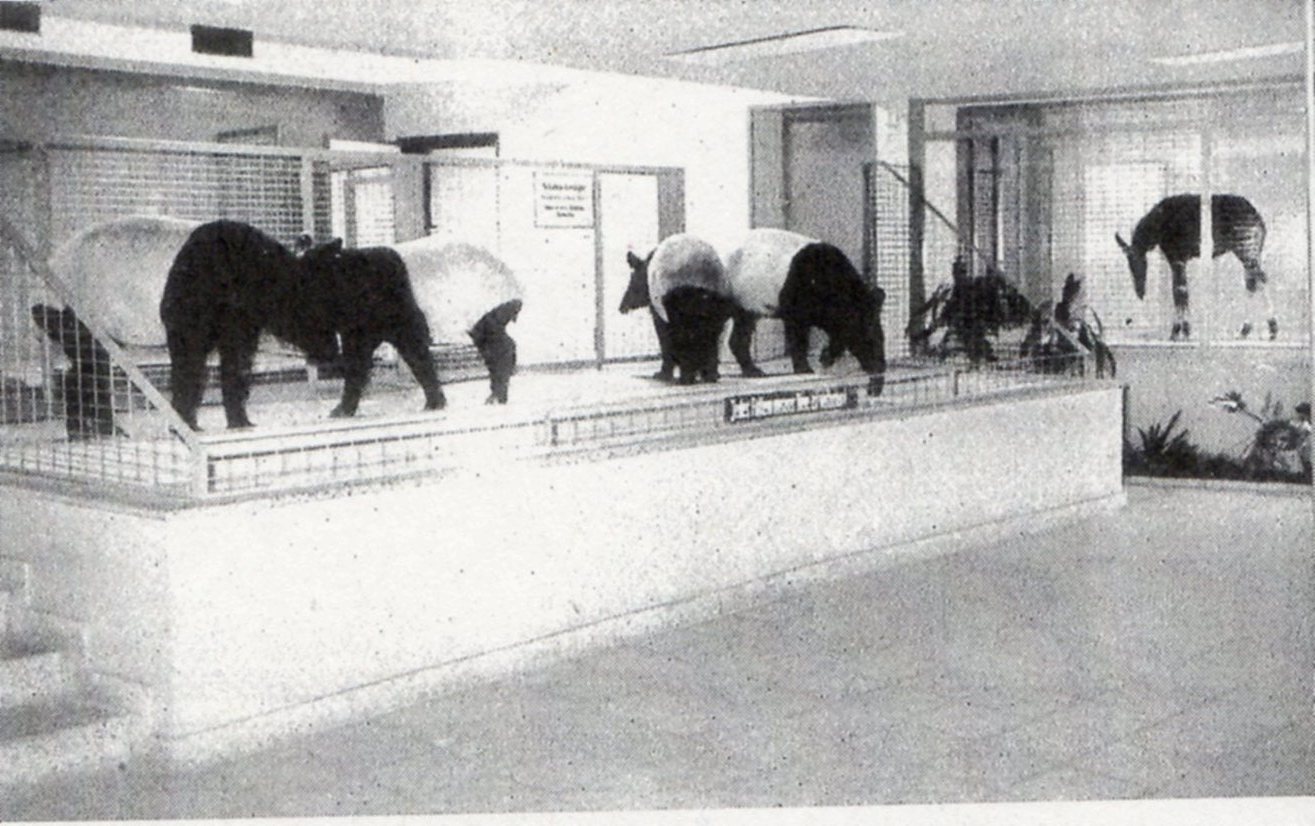 Malayan Tapirs and Okapi