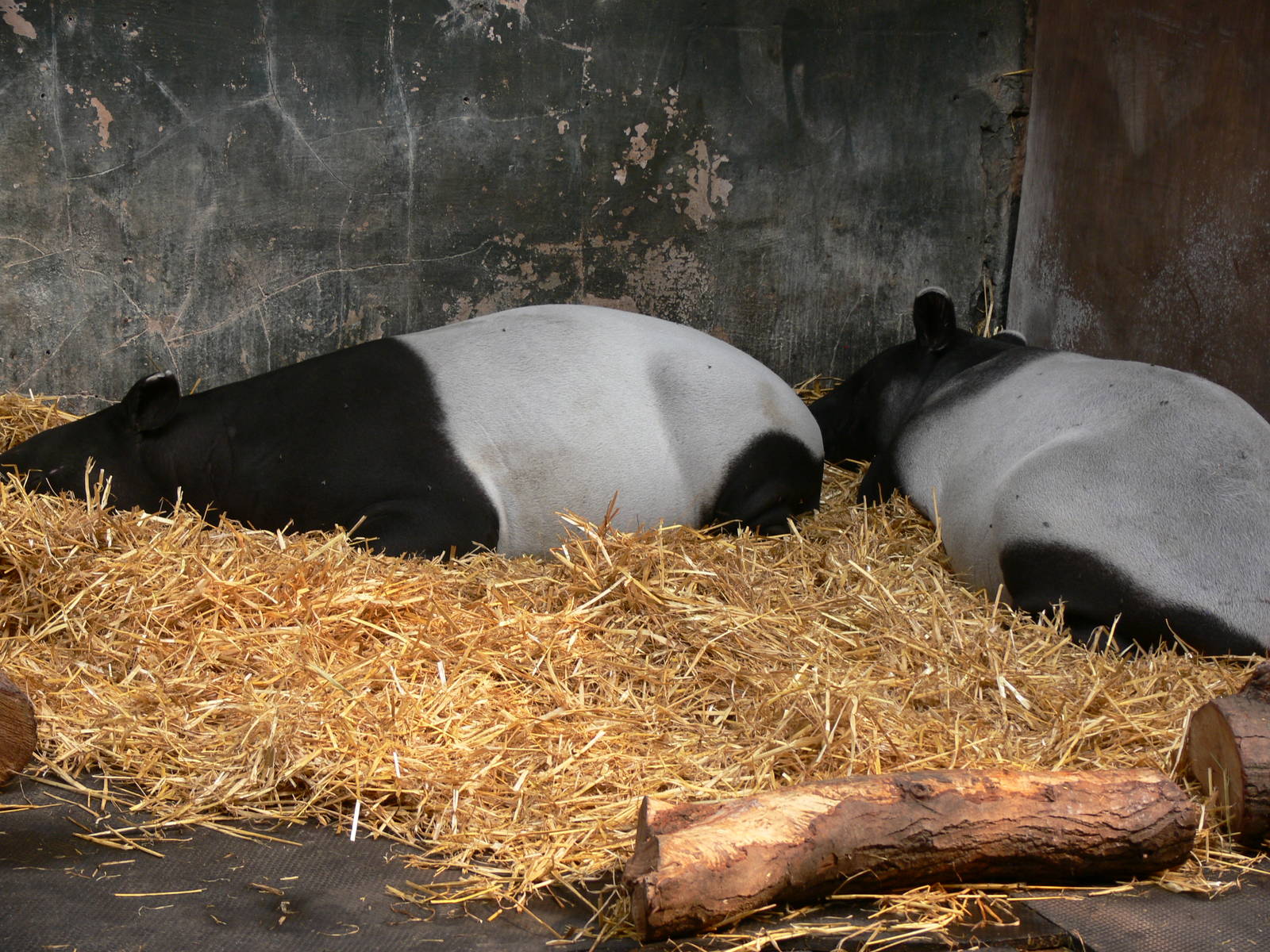 Malayan Tapirs at Chester Zoo, 28/08/13