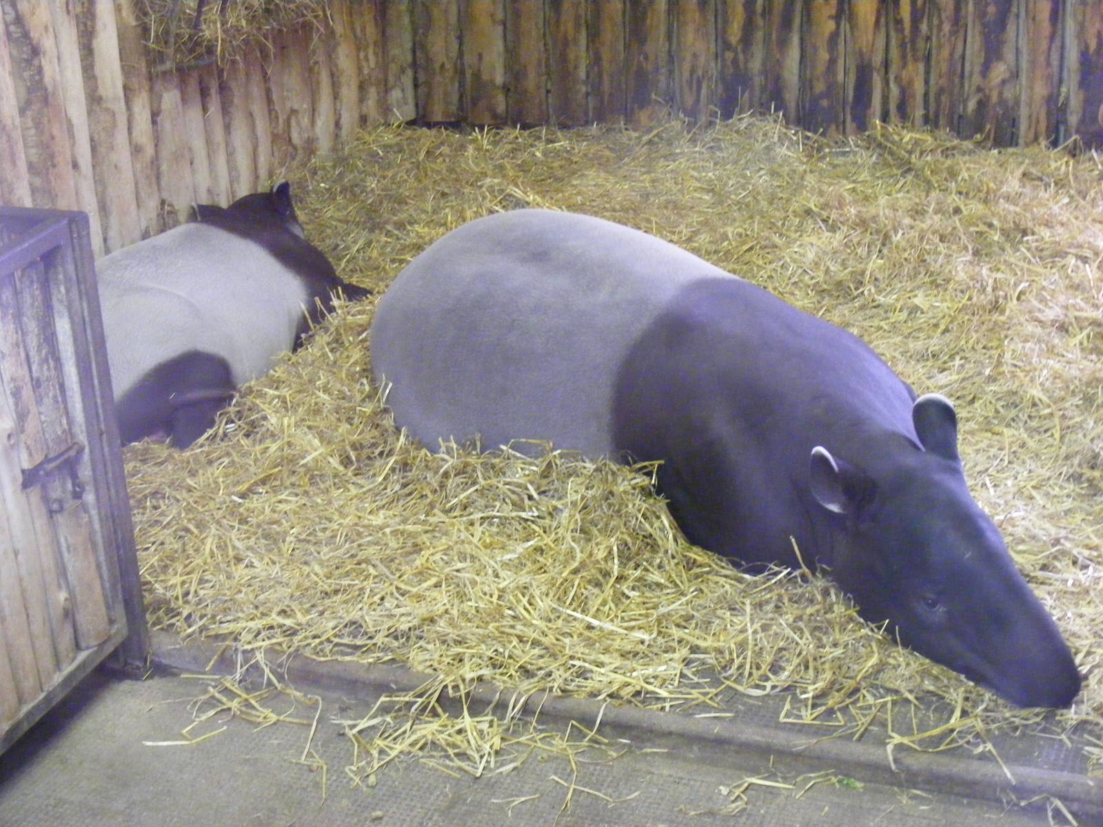 Malayan tapirs at Edinburgh Zoo, 2 October 2010
