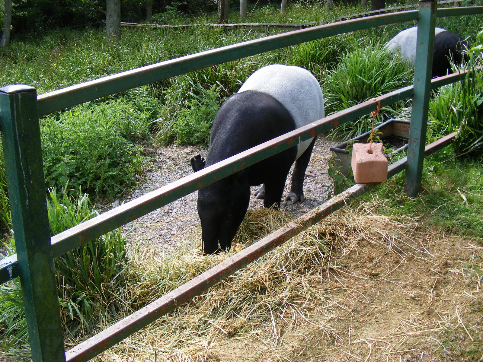 Malayan tapirs at Port Lympne Wild Animal Park, 16 May 2009