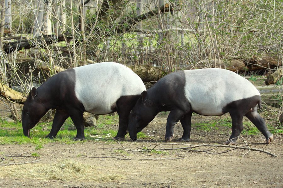 Malayan Tapirs at Prague, 31/3/2011