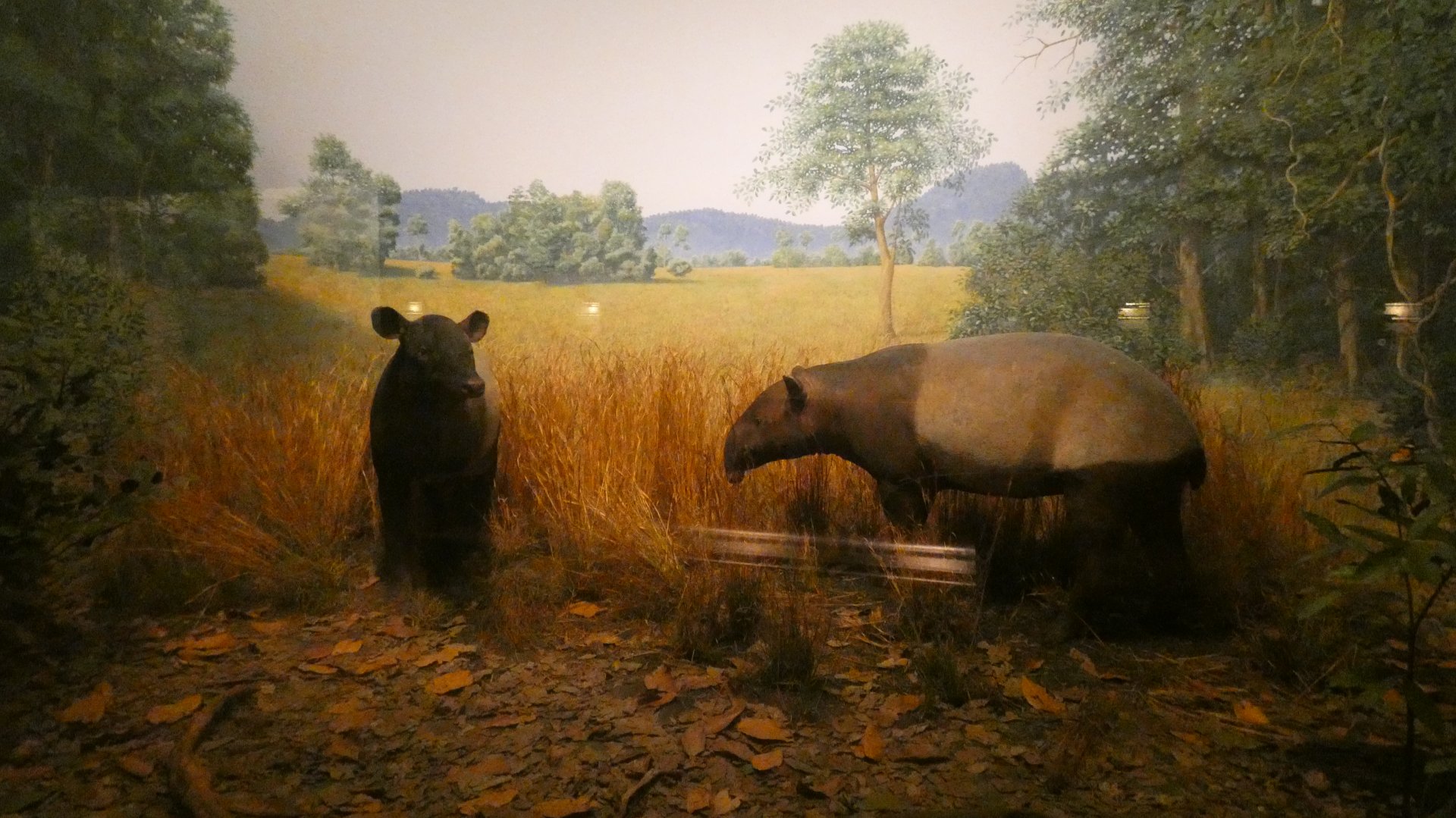Malayan Tapirs, Hall of Asian Mammals - Feb. 2022