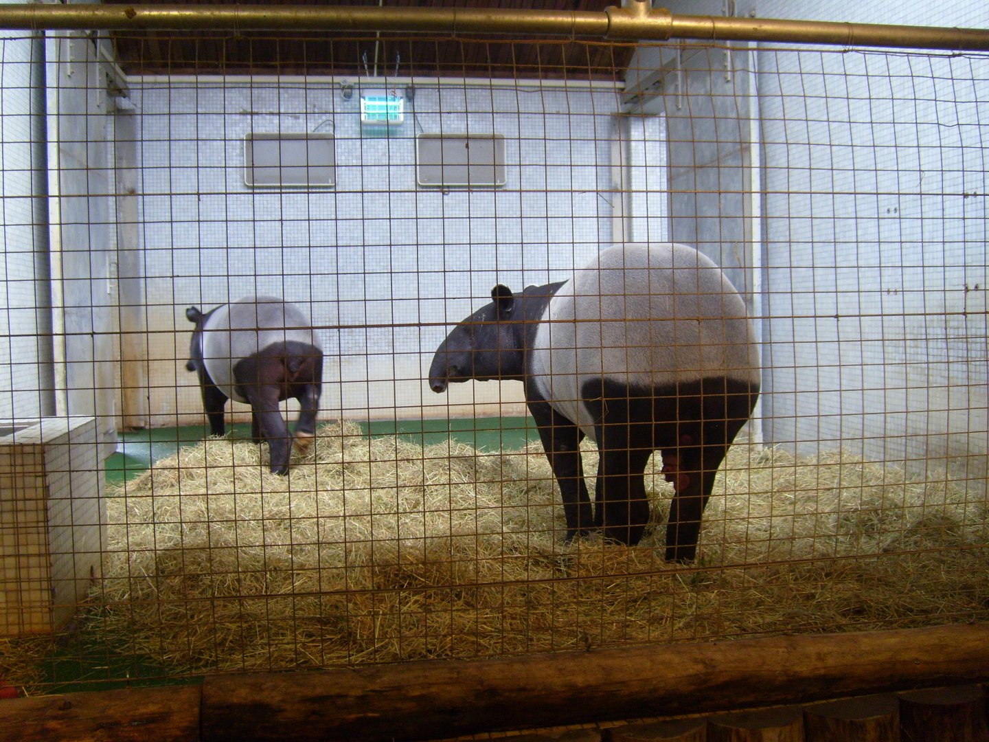 Malayan Tapirs in Cotton Terraces