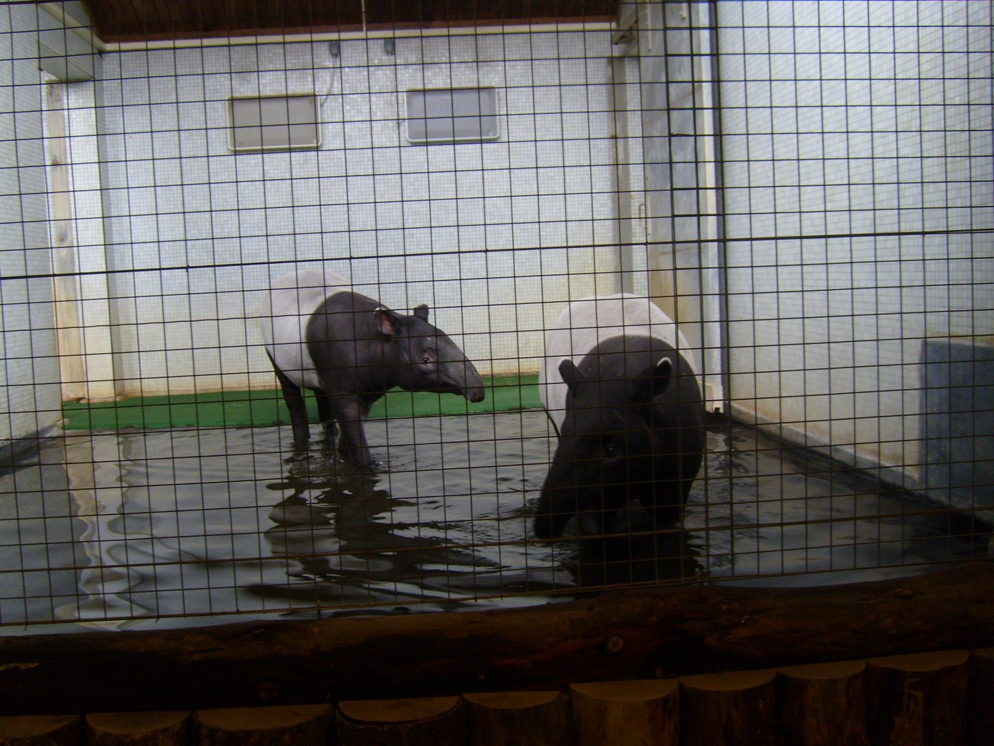 Malayan Tapirs in Cotton Terraces