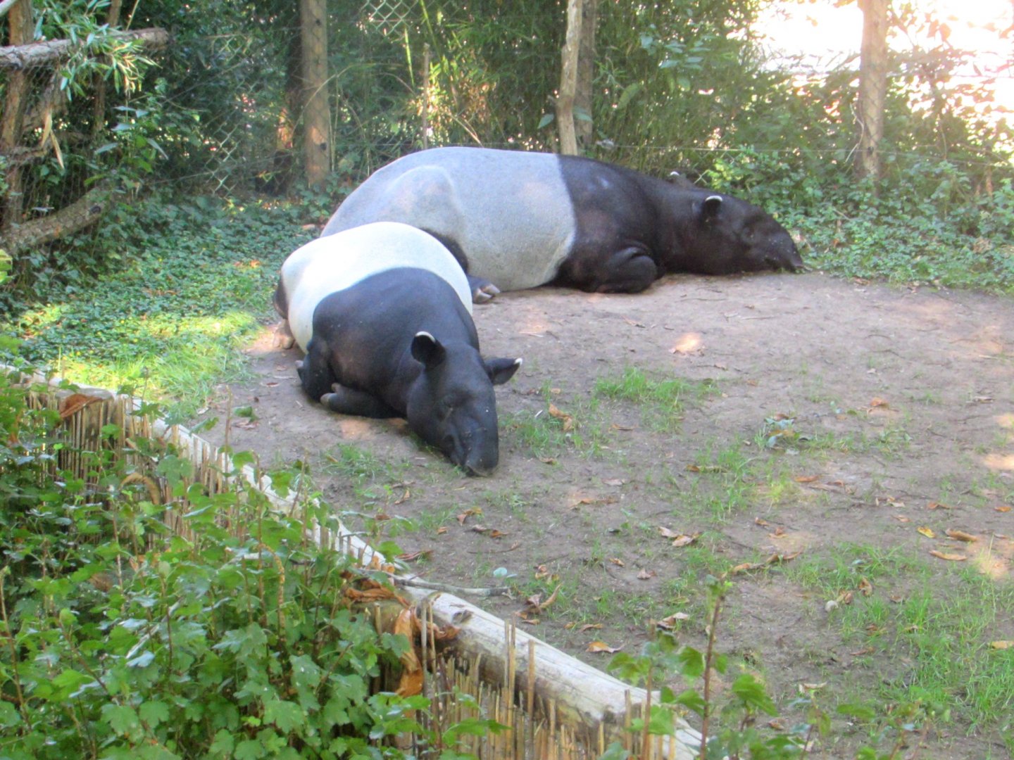 Malayan Tapirs - July/2017