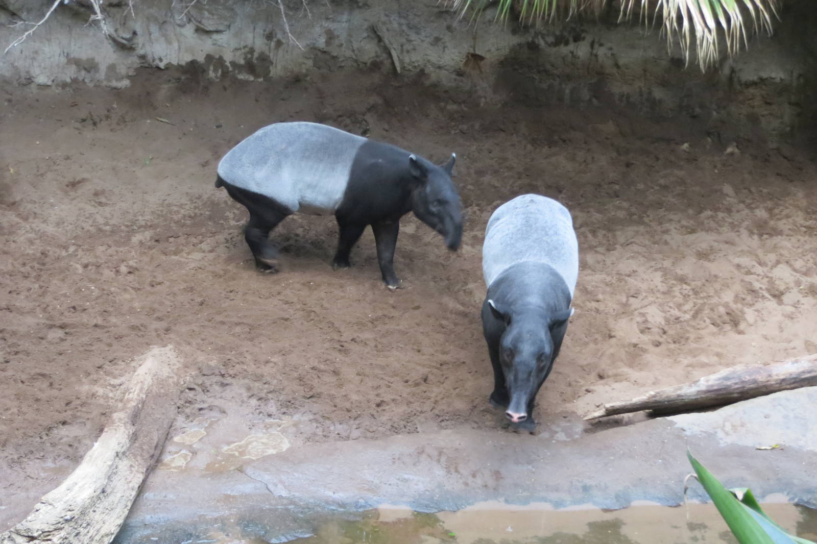 Malayan Tapirs - Jungle World 031215