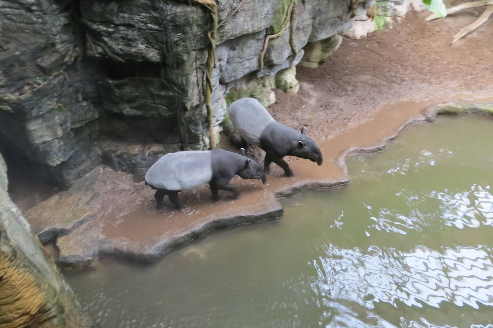 Malayan Tapirs - Jungle World 031215