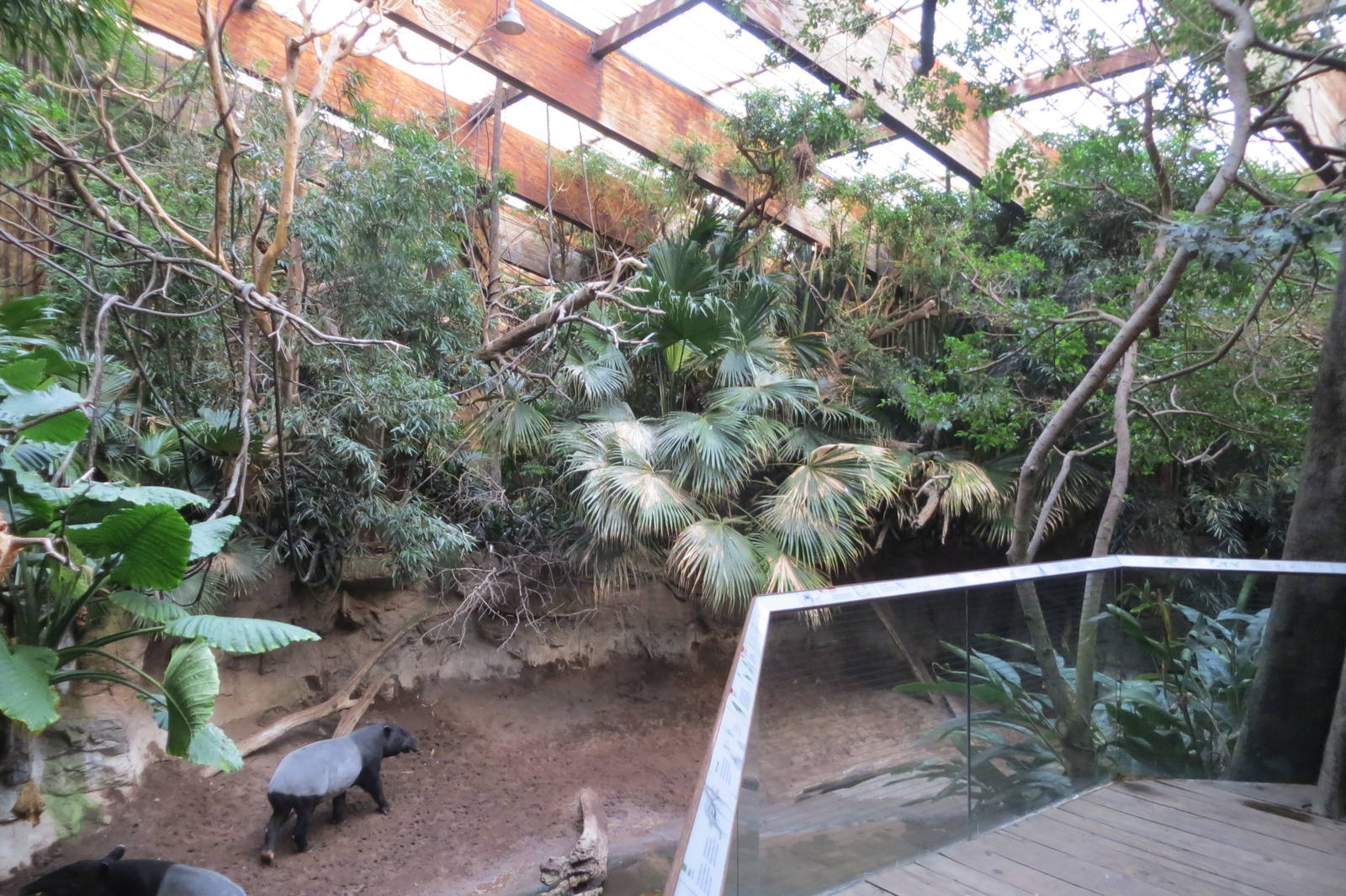 Malayan Tapirs - Jungle World 031215