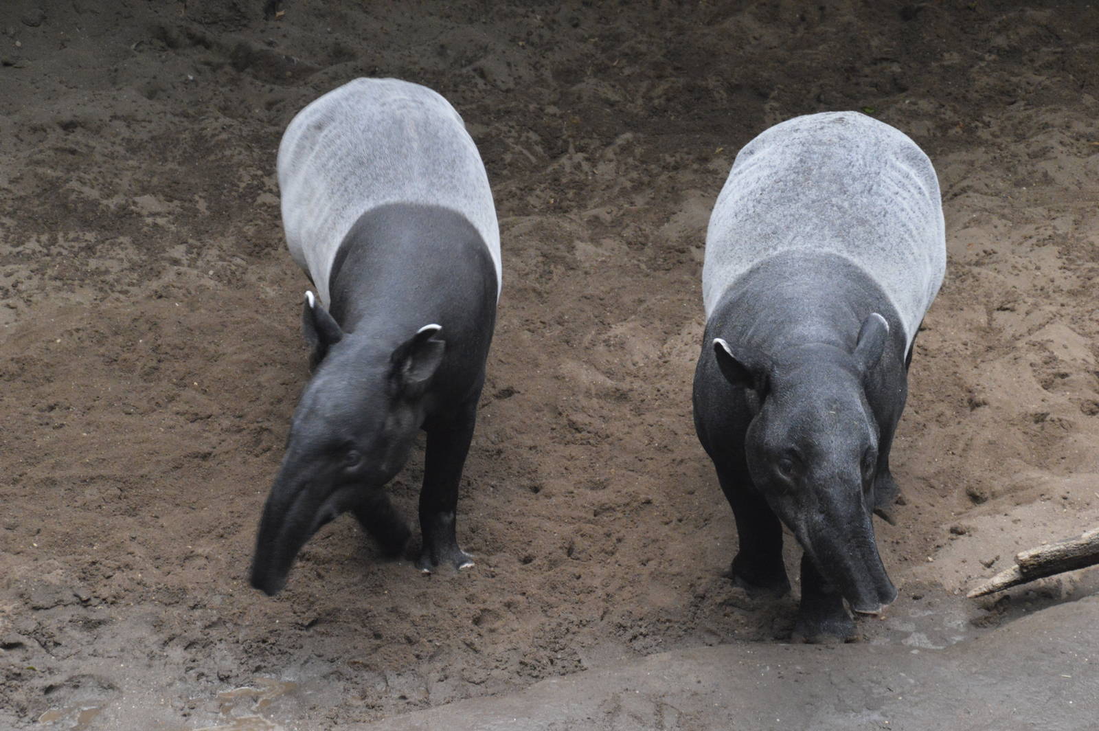 Malayan Tapirs - Jungle World 031215