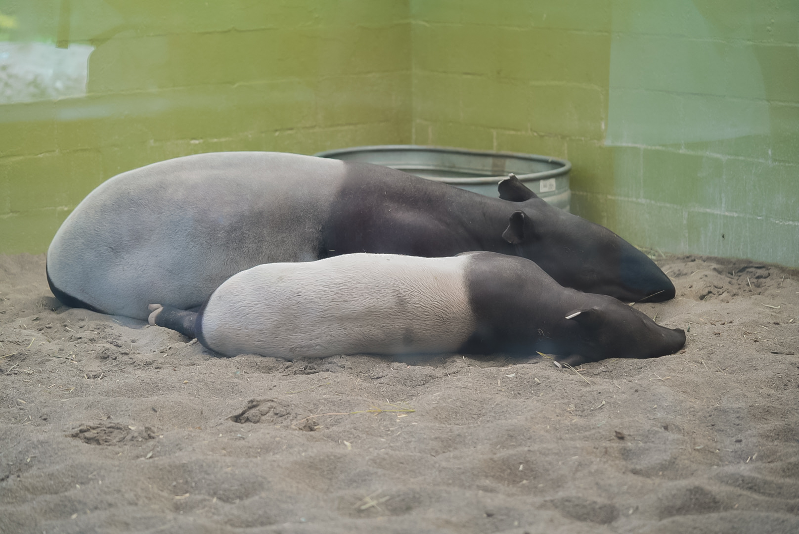 Malayan Tapirs (Mother & Calf)