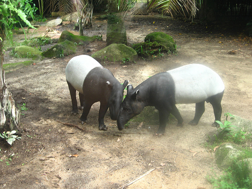 Malayan Tapirs, Singapore Zoo