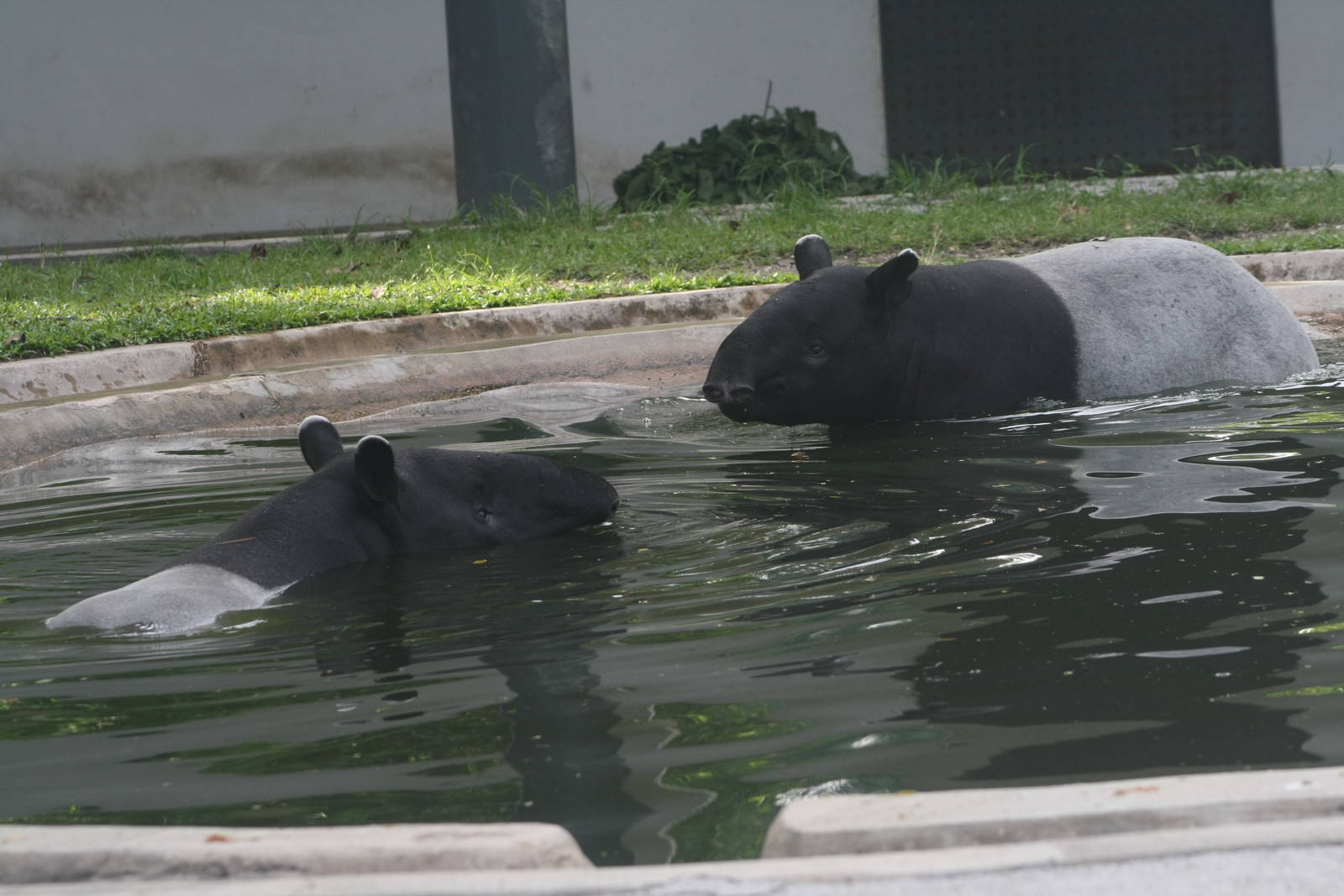 Malayan Tapirs swimming in old elephant pool - 2015