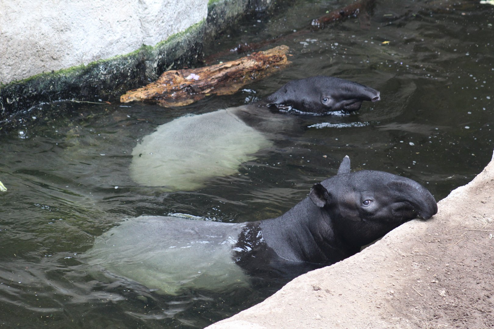 Malayan Tapirs Swimming