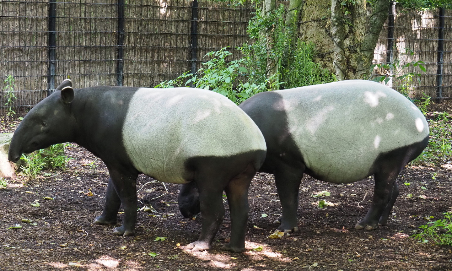 Malayan tapirs (Tapirus indicus), 2021-07-17
