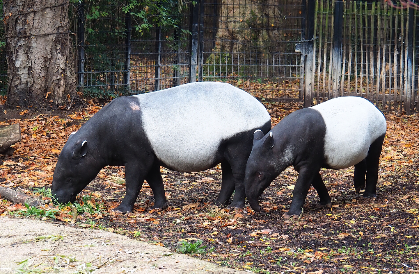 Malayan tapirs (Tapirus indicus), 2022-10-29