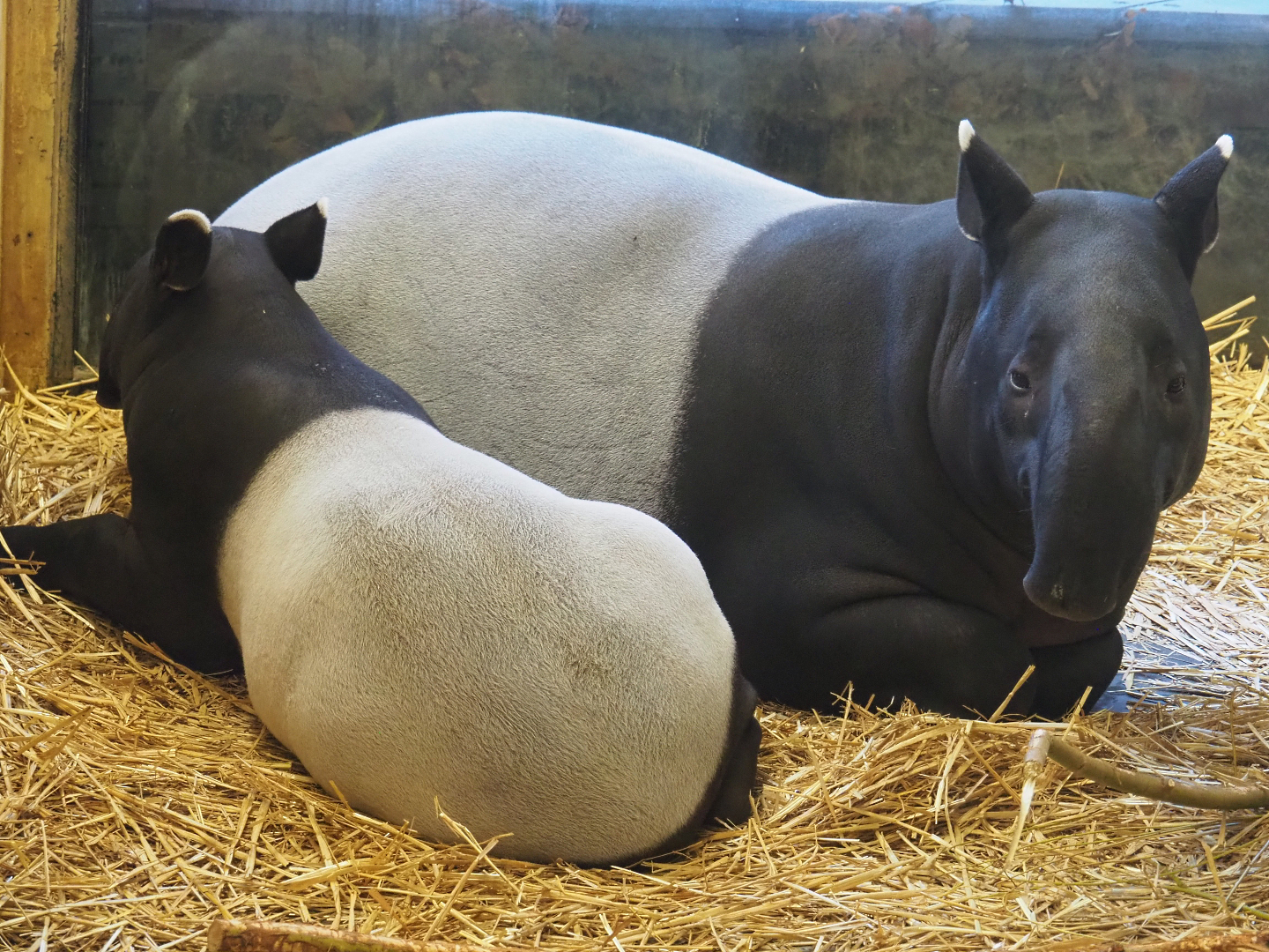 Malayan tapirs (Tapirus indicus) Nakal and Utari, 2019-12-30