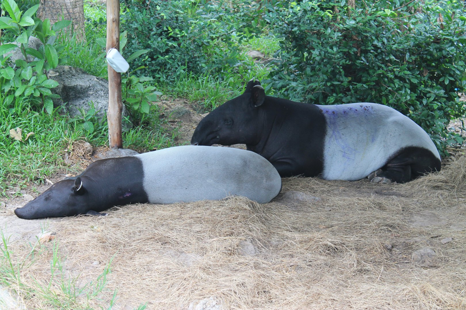 Malayan Tapirs (Tapirus indicus)