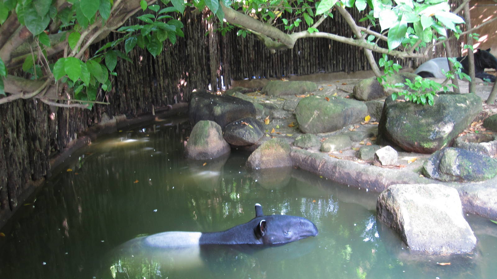 Malayan Tapirs