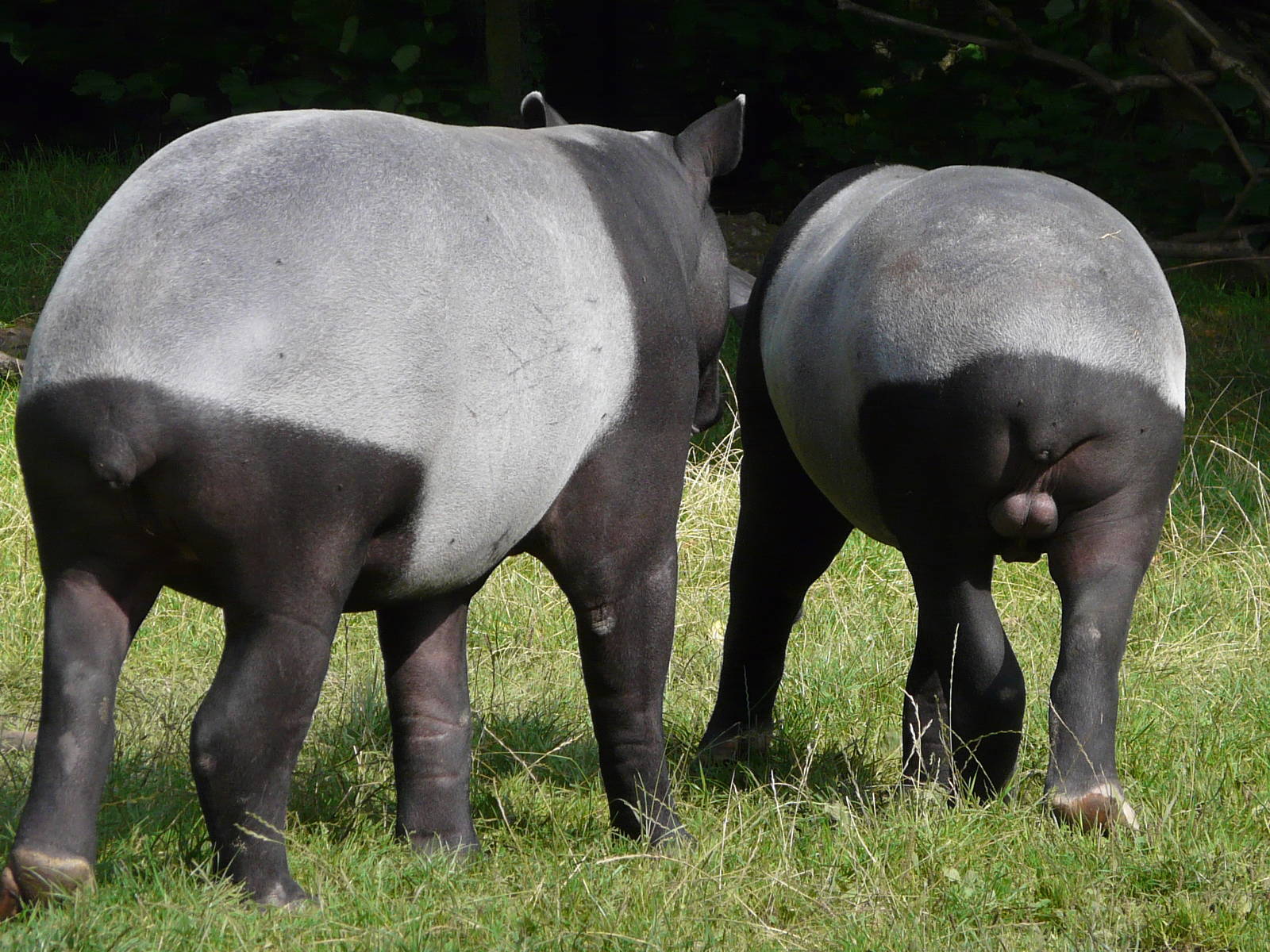 Malayan Tapirs