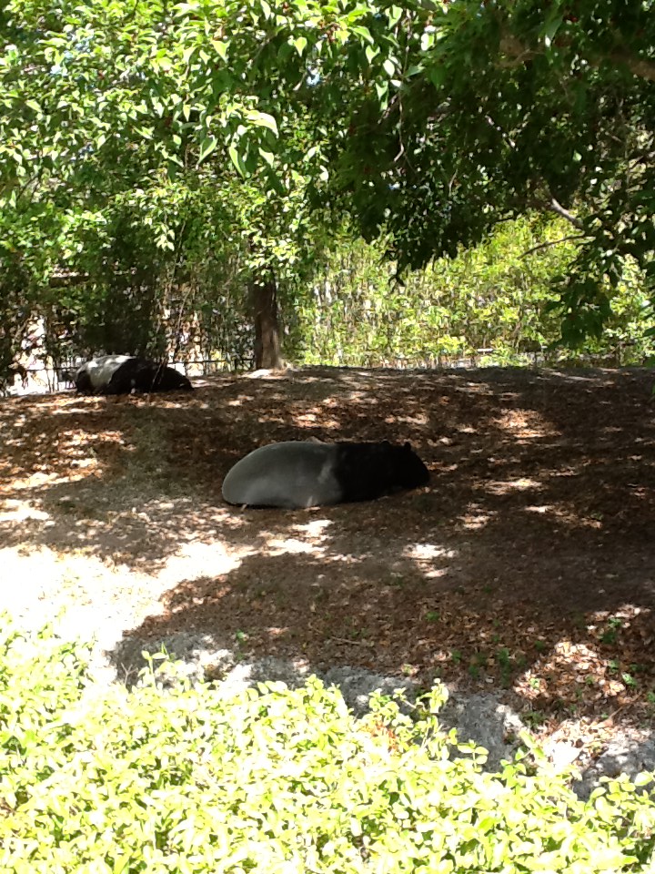 Malayan Tapirs