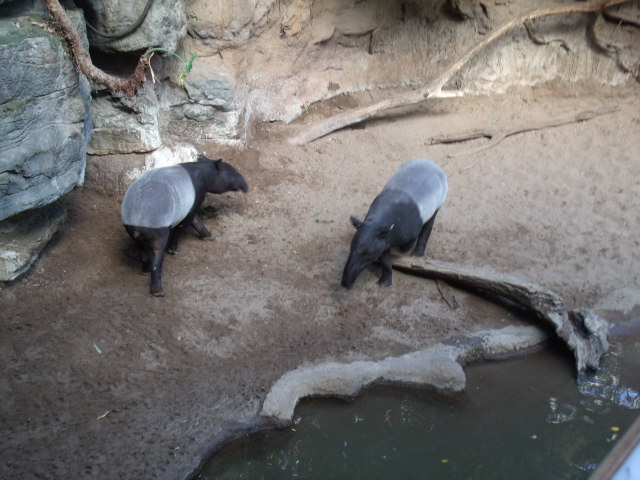 Malayan Tapirs