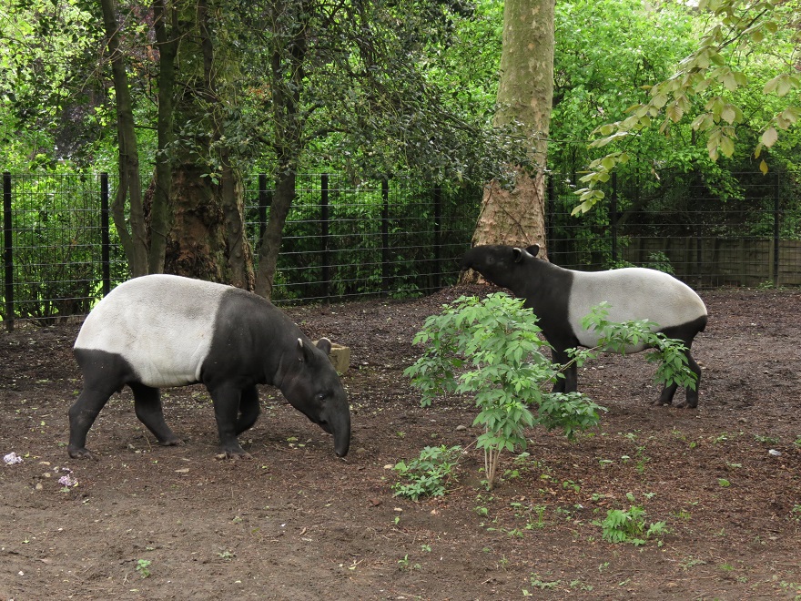 Malayan tapirs