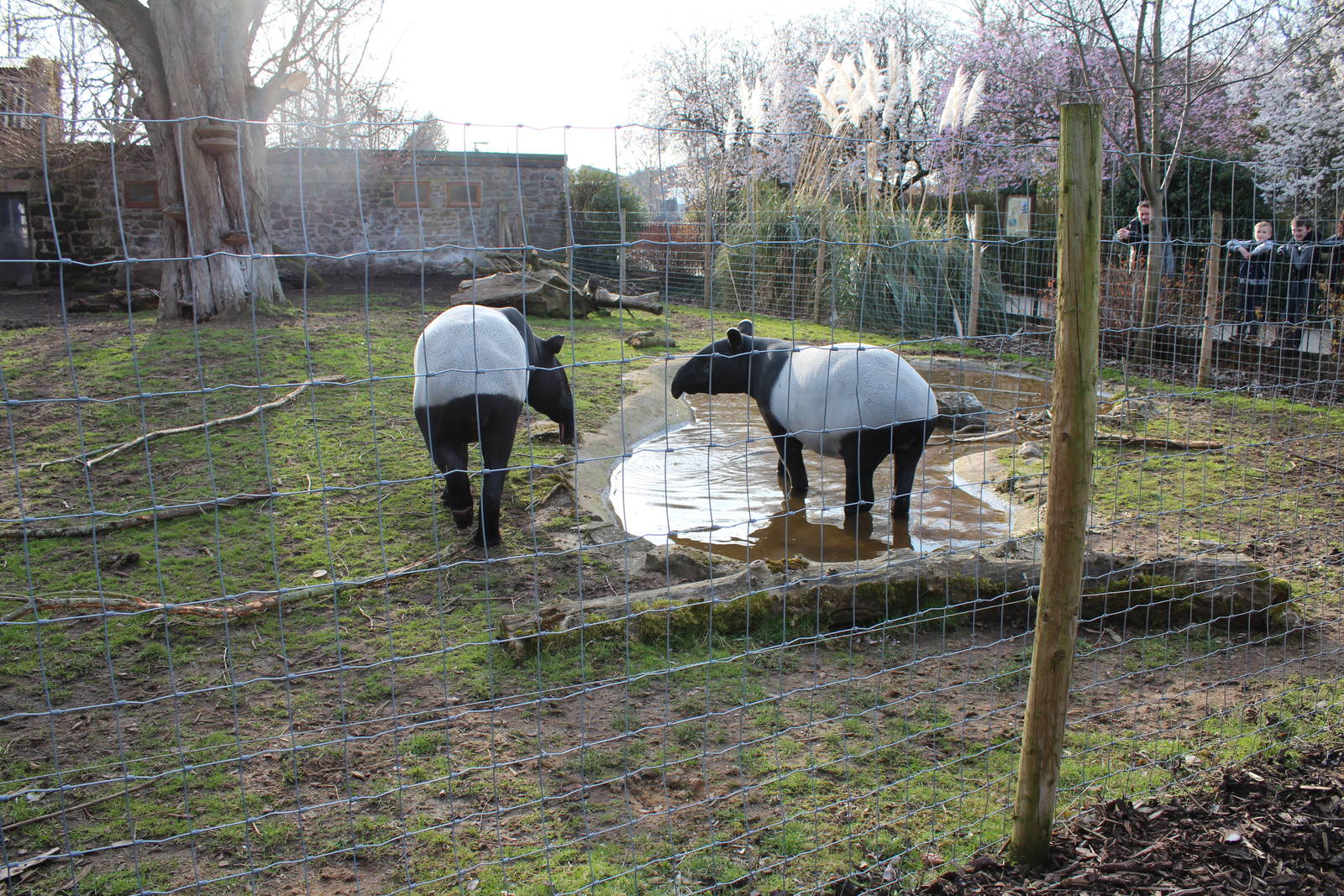 Malayan Tapirs