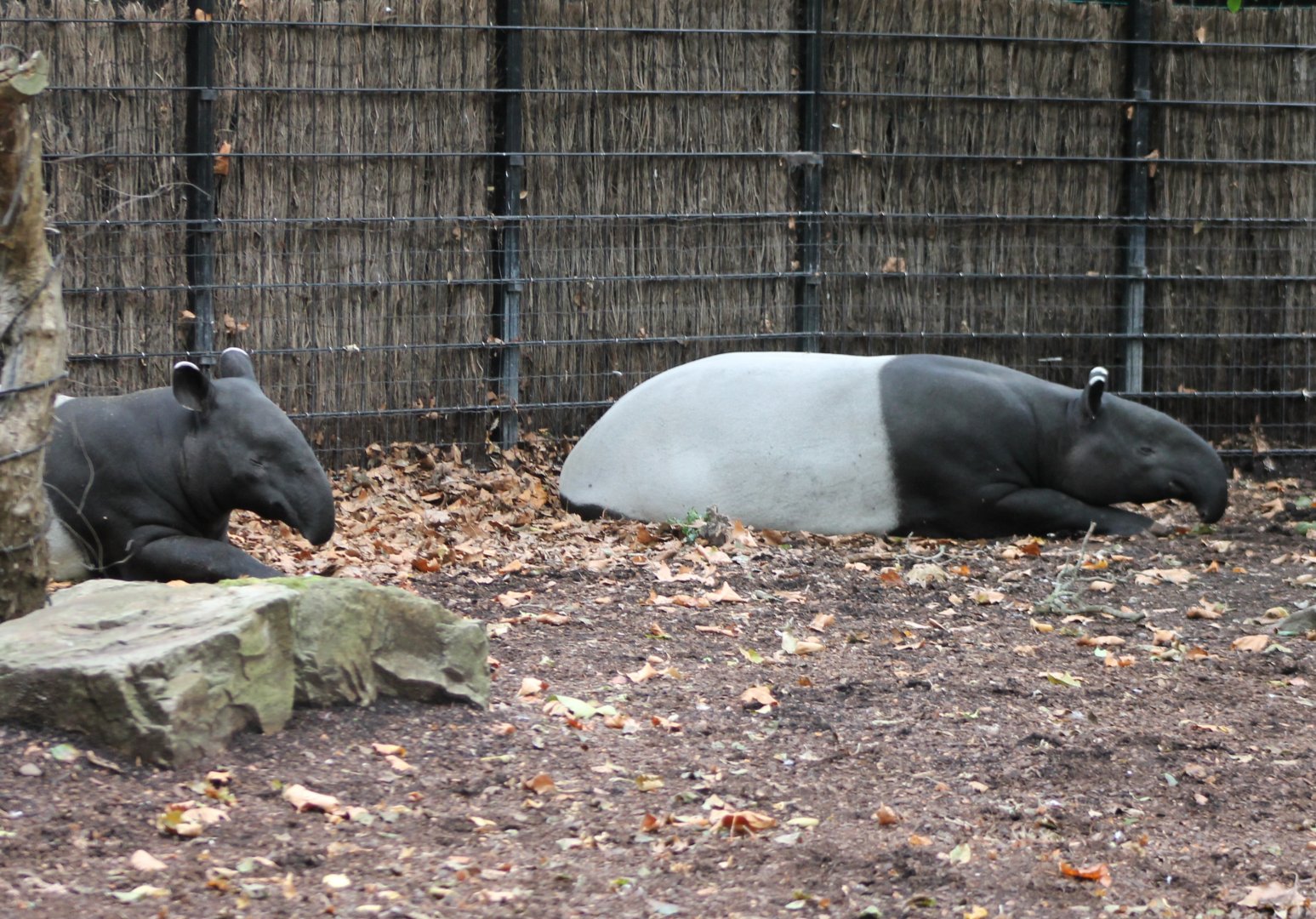 Malayan tapirs