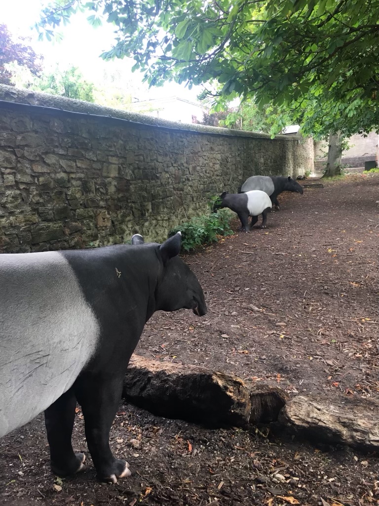 Malayan tapirs