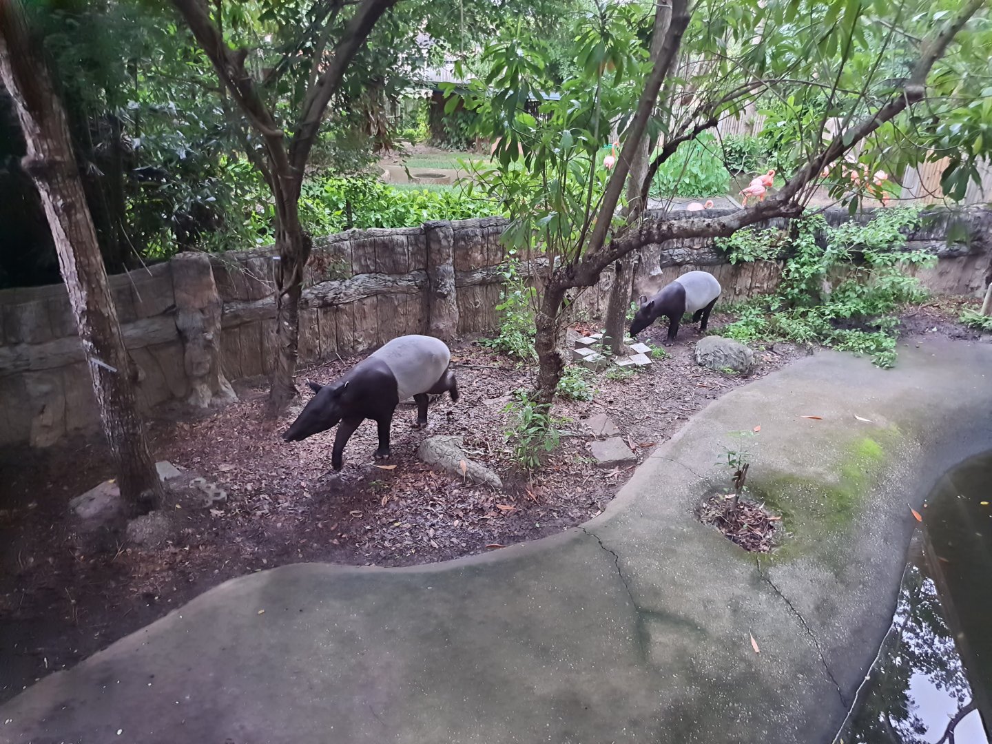 Malayan Tapirs