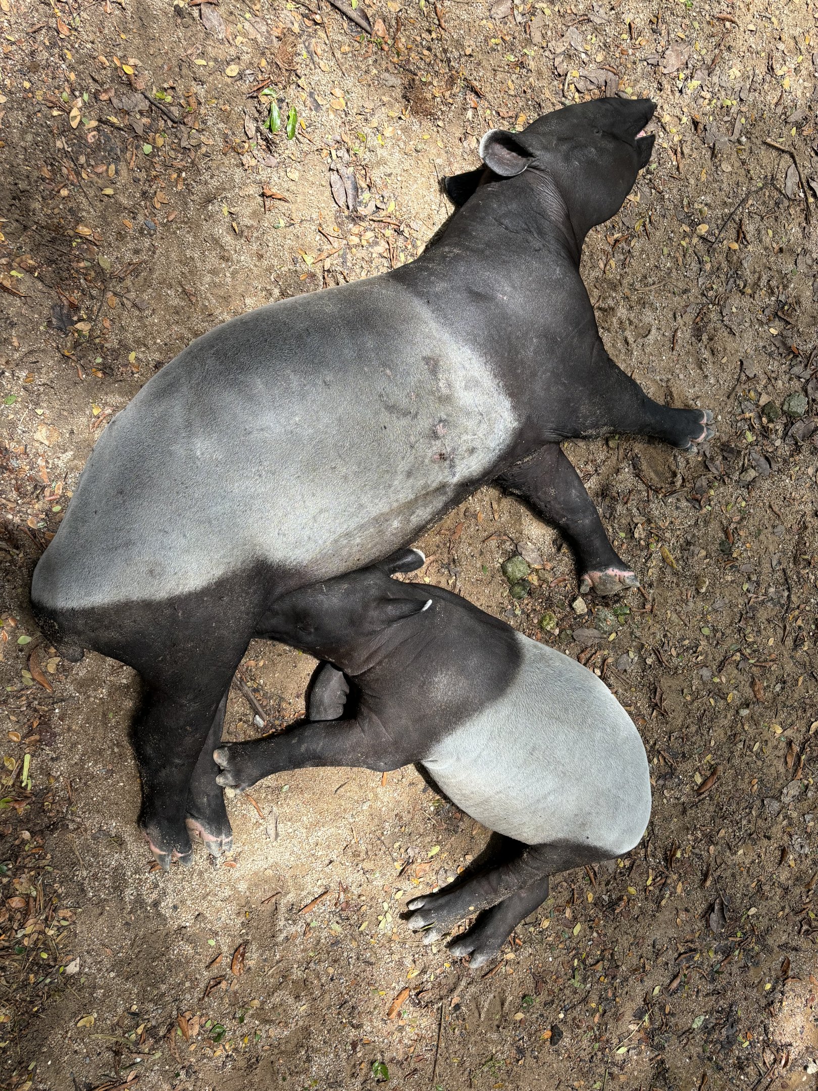 Malayan Tapirs