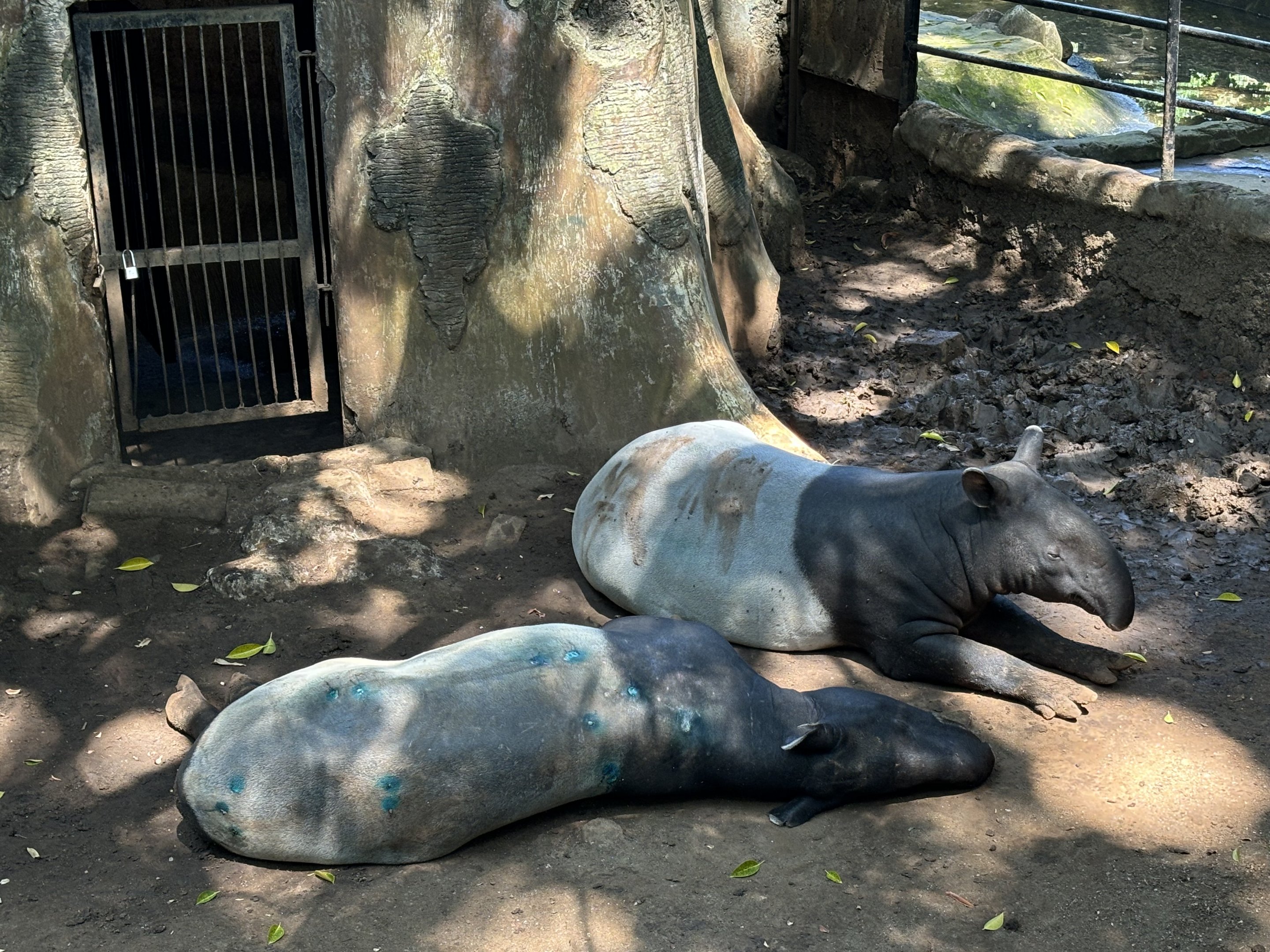 Malayan Tapirs
