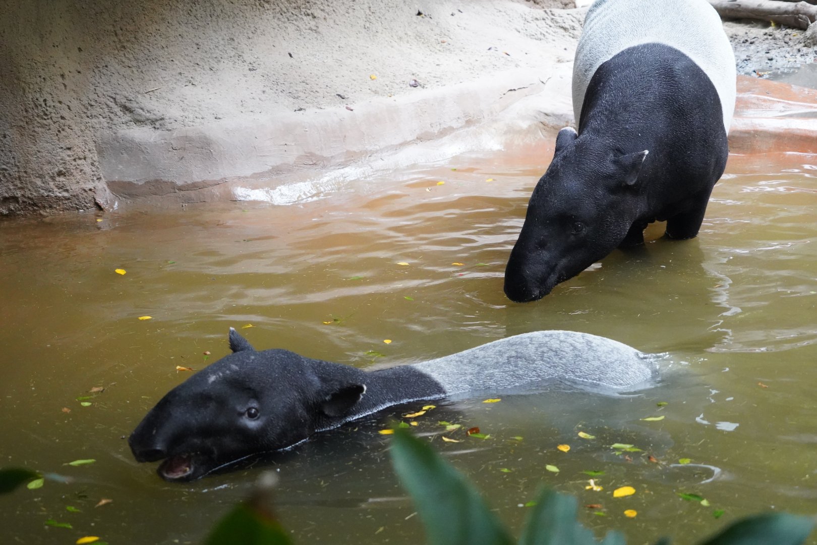 Malayan tapirs