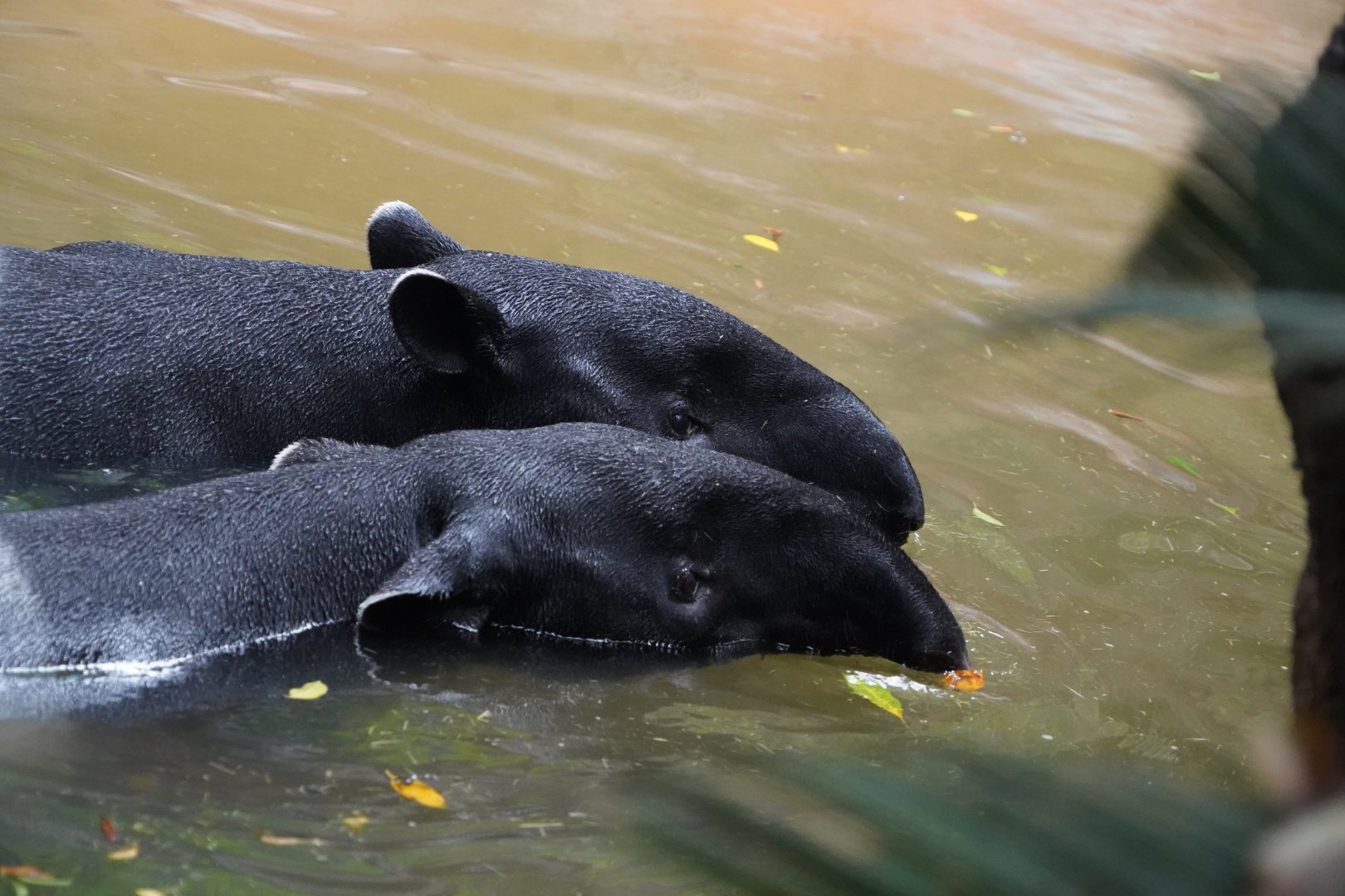 Malayan tapirs