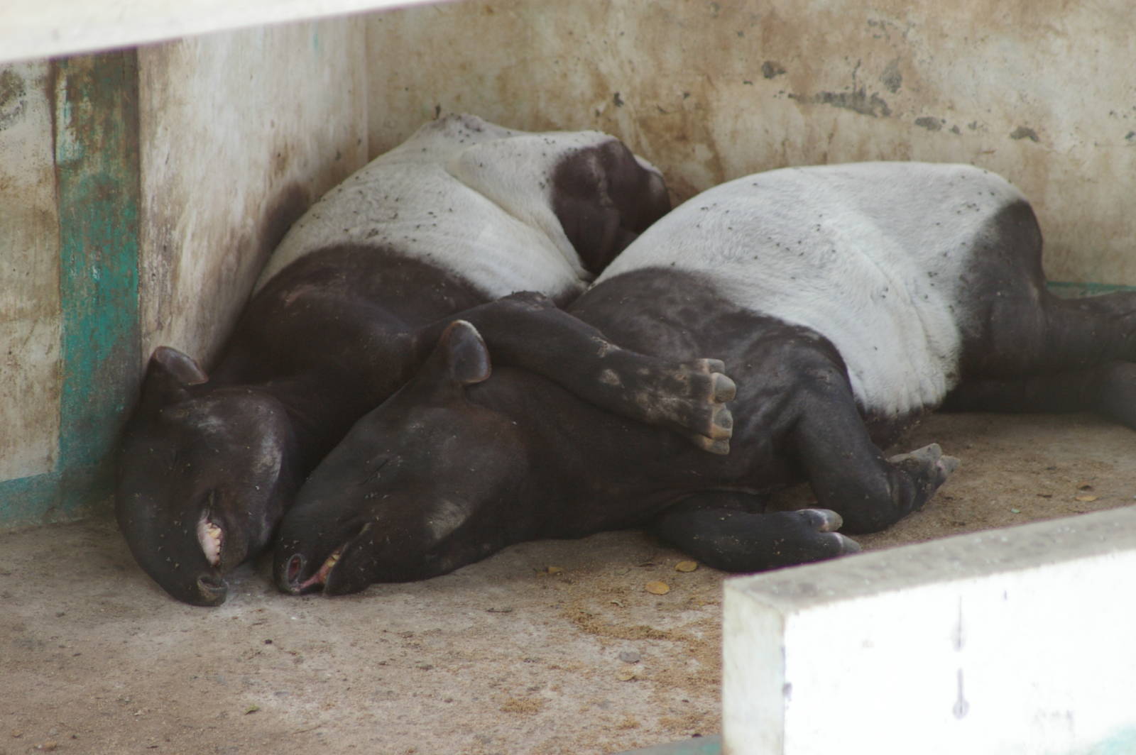 Malayan tapirs