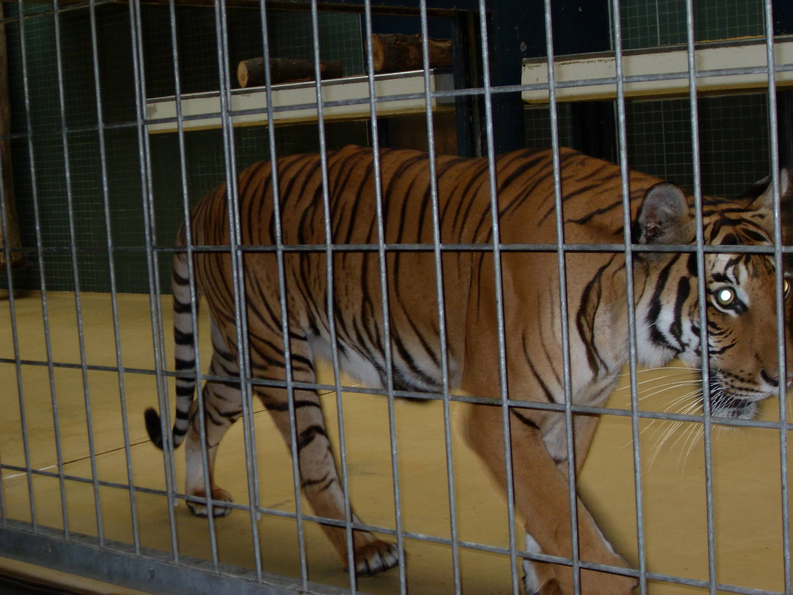 malayan tiger 030910