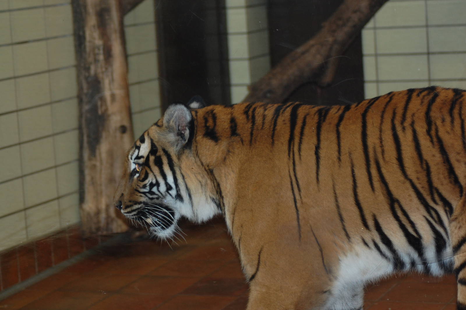 Malayan tiger 08/01/2011