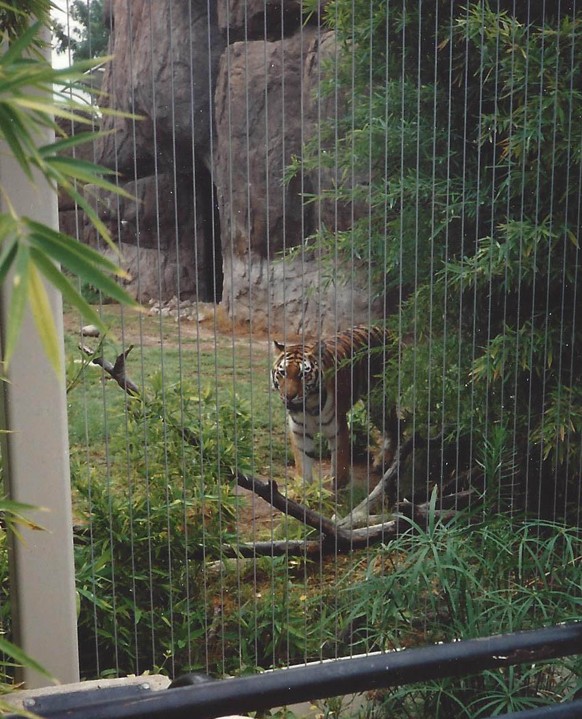 Malayan Tiger 1990s 002