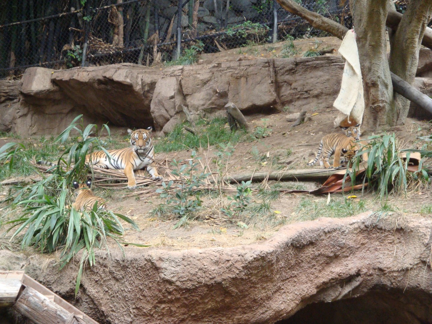 Malayan Tiger (2008)
