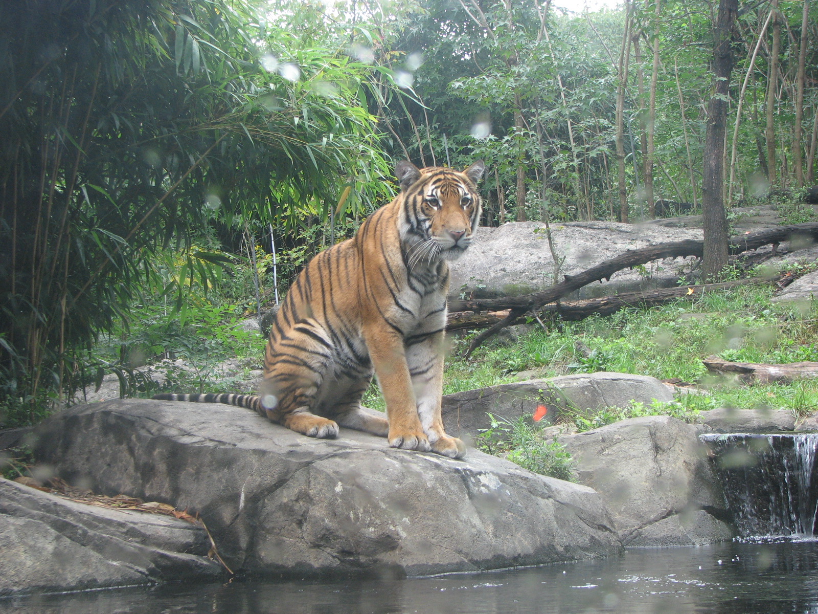 Malayan Tiger 2011